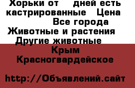   Хорьки от 35 дней есть кастрированные › Цена ­ 2 000 - Все города Животные и растения » Другие животные   . Крым,Красногвардейское